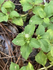 Acanthospermum australe