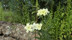 Lithospermum cobrense