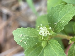Acanthospermum australe