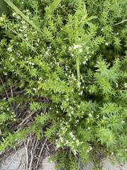 Galium humifusum