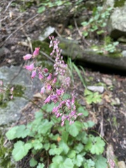 Rhodoheuchera