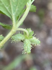 Acanthospermum australe