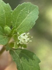 Acanthospermum australe