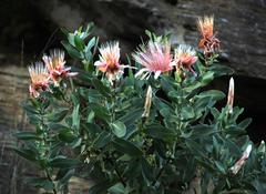Protea aurea aurea