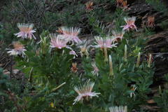 Protea aurea aurea
