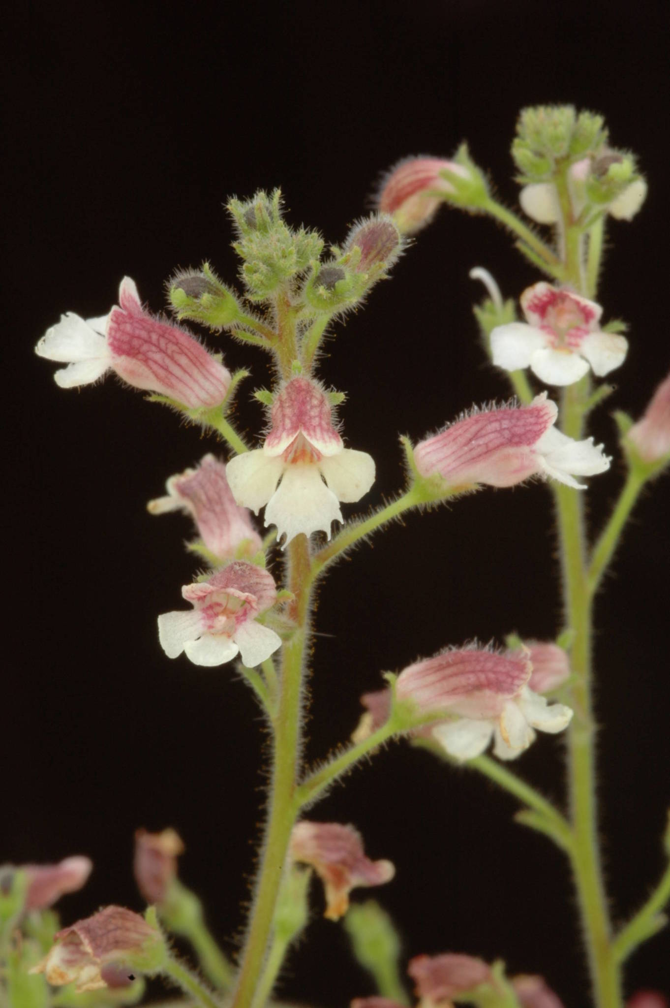 Gloxinia erinoides