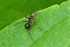 Formica pallidefulva