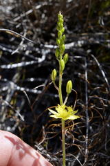 Bulbine favosa
