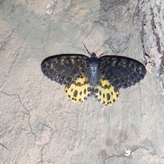 Arichanna flavinigra