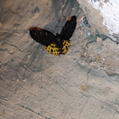 Arichanna flavinigra