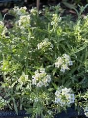 Lobularia maritima
