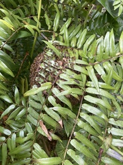 Polybia fastidiosuscula