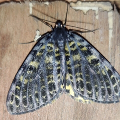 Arichanna flavinigra