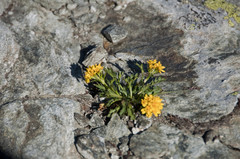 Jacobaea carniolica