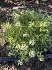 Lobularia maritima