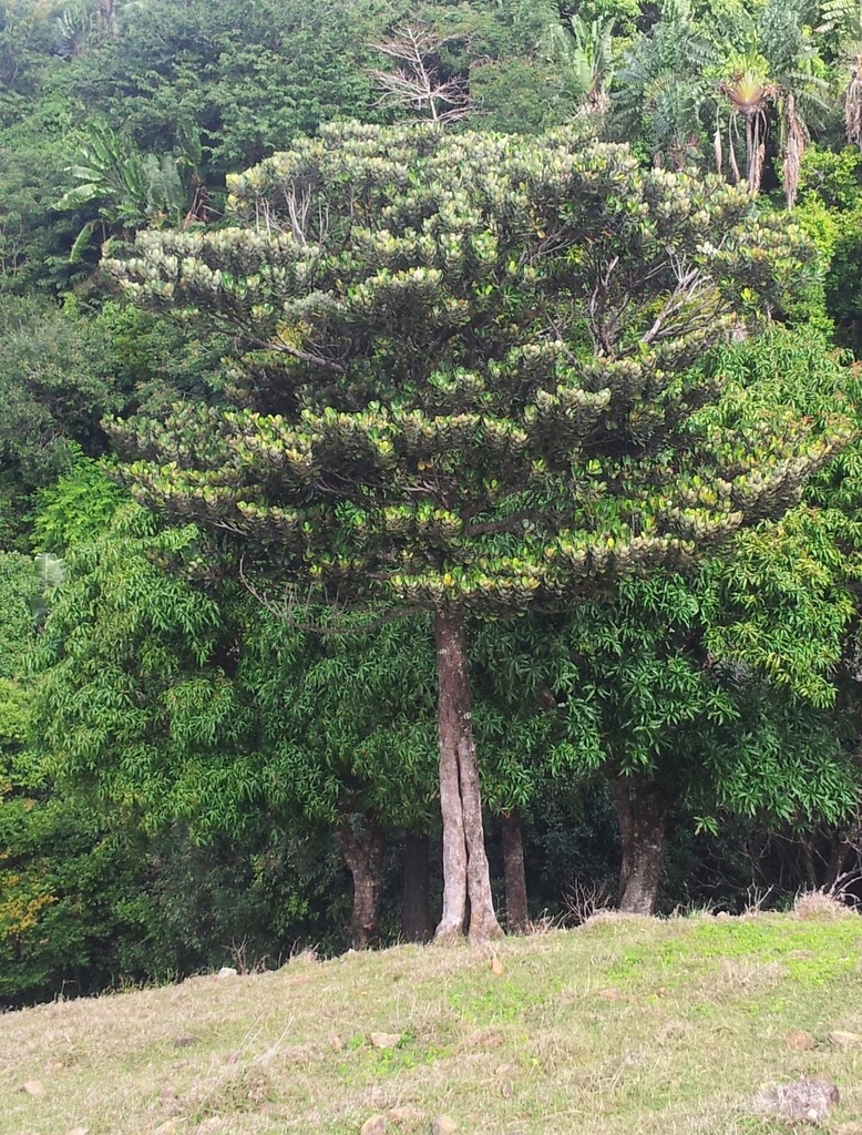 Labourdonnaisia glauca