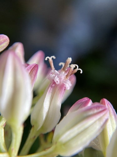 Image of Arnoglossum sulcatum by (c) Matt Berger, some rights reserved (CC BY)