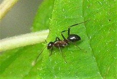 Formica pallidefulva