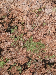 Clavascidium lacinulatum