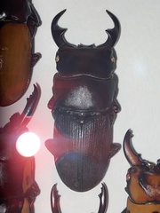 Dorcus