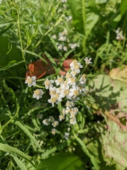 Achillea salicifolia