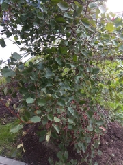 Crataegus