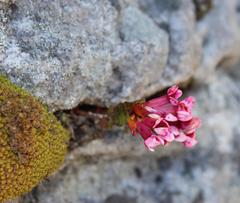 Sonderothamnus petraeus