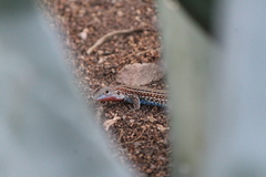 Aspidoscelis gularis colossus