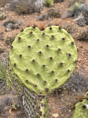 Opuntia clarkiorum
