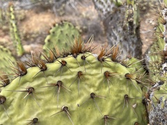 Opuntia clarkiorum