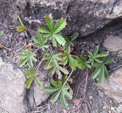 Potentilla humifusa