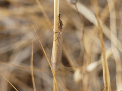 Macronemurus