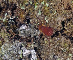 Zalmoxidae