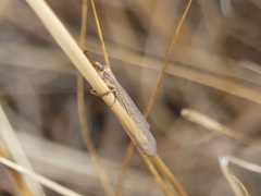 Macronemurus