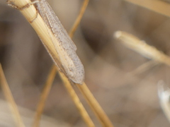 Macronemurus