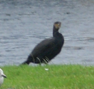 Phalacrocorax carbo