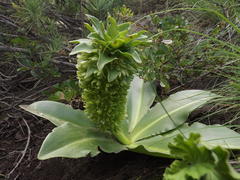 Eucomis autumnalis clavata