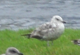 Larus
