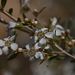 Gaudium coriaceum - Photo (c) Parks Victoria, alguns direitos reservados (CC BY-NC)