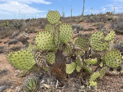 Opuntia clarkiorum