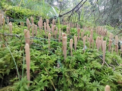 Clavariadelphus ligula