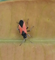 Melanopleurus belfragei