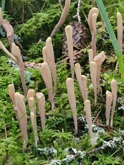 Clavariadelphus ligula