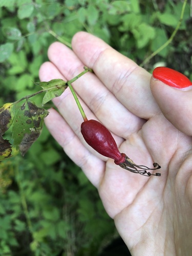 Наблюдение на iNaturalist