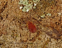 Zalmoxidae