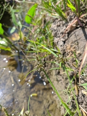 Cyperus fuscus