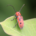 Red Milkweed Beetle - Photo (c) Arthur Windsor, some rights reserved (CC BY)