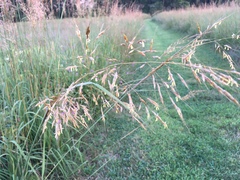 Sorghinae