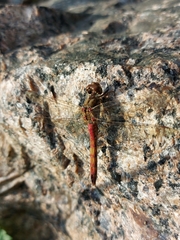 Sympetrum vulgatum