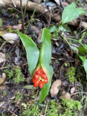 Peltandra sagittifolia